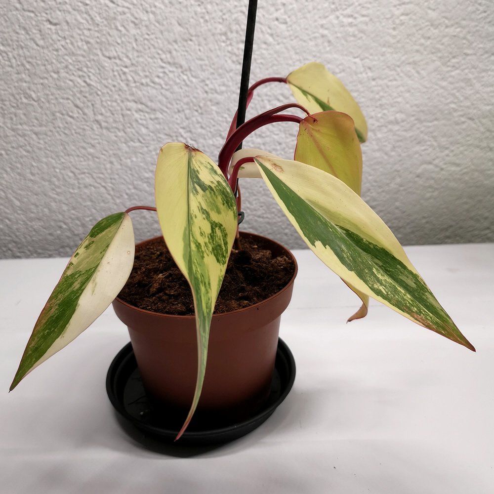 Piante & sementi: Philodendron Strawberry Shake – Nuovo (secondo la descrizione) da Walenstadt venduto da vkt_qc8d 1