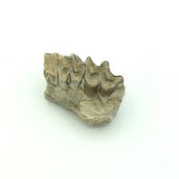 Oreodont - Kieferfragment - Original