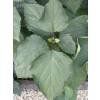 Piante & sementi: Clérodendron de Bunge 15-20cm – Nuovo (secondo la descrizione) da Bremblens venduto da FIBONACCI369 2