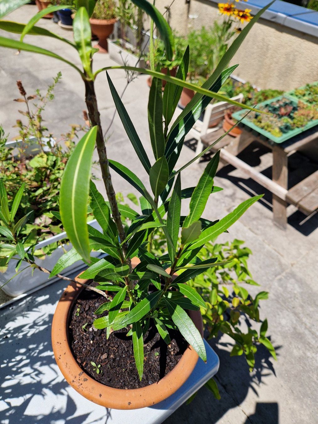 Piante & sementi: Oleander dunkelrosa blühend, Terrassenpflanze – Usato da Münchenbuchsee venduto da Aare22 5