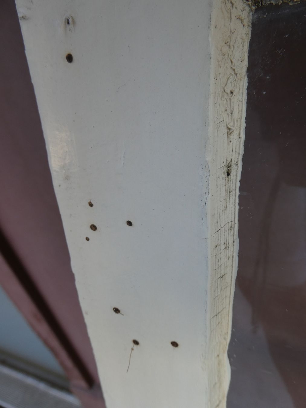 Finestre: altes Fenster Nr. 2 – Usato da Rafz venduto da Powacaddy 3