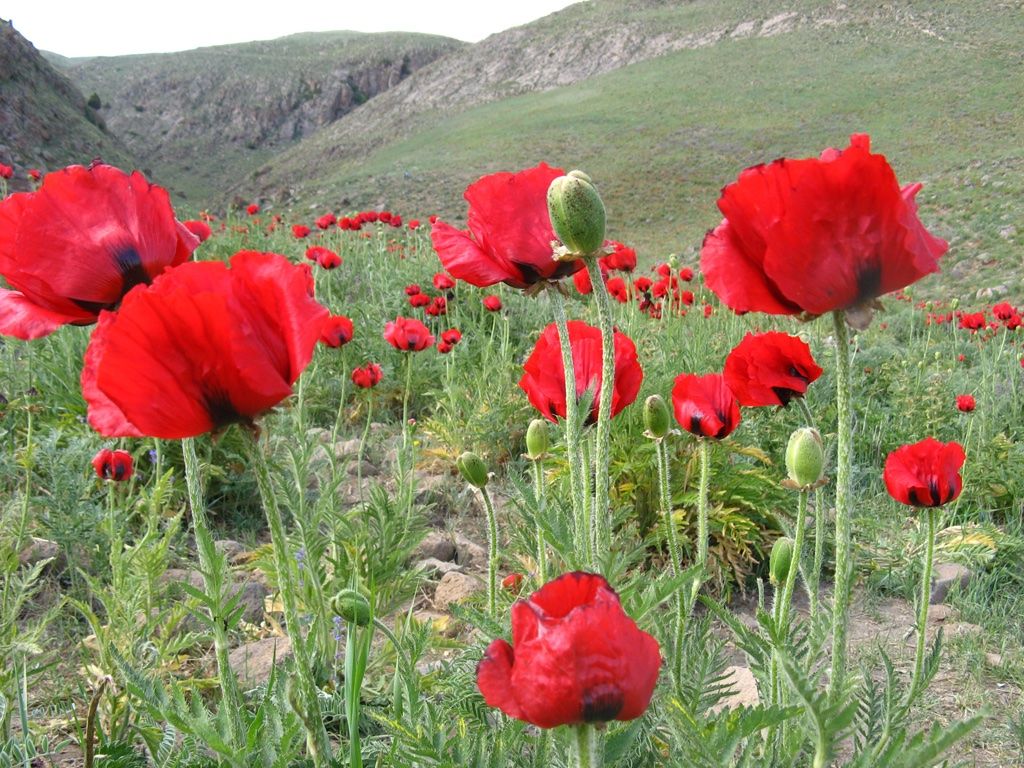 Piante & sementi: 300 Samen Staudenmohn SCARLET – Nuovo (secondo la descrizione) da Ehrendingen venduto da VerveinaSamen 3