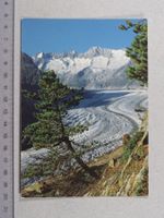 Aletschwald, Aletschgletscher, 1984