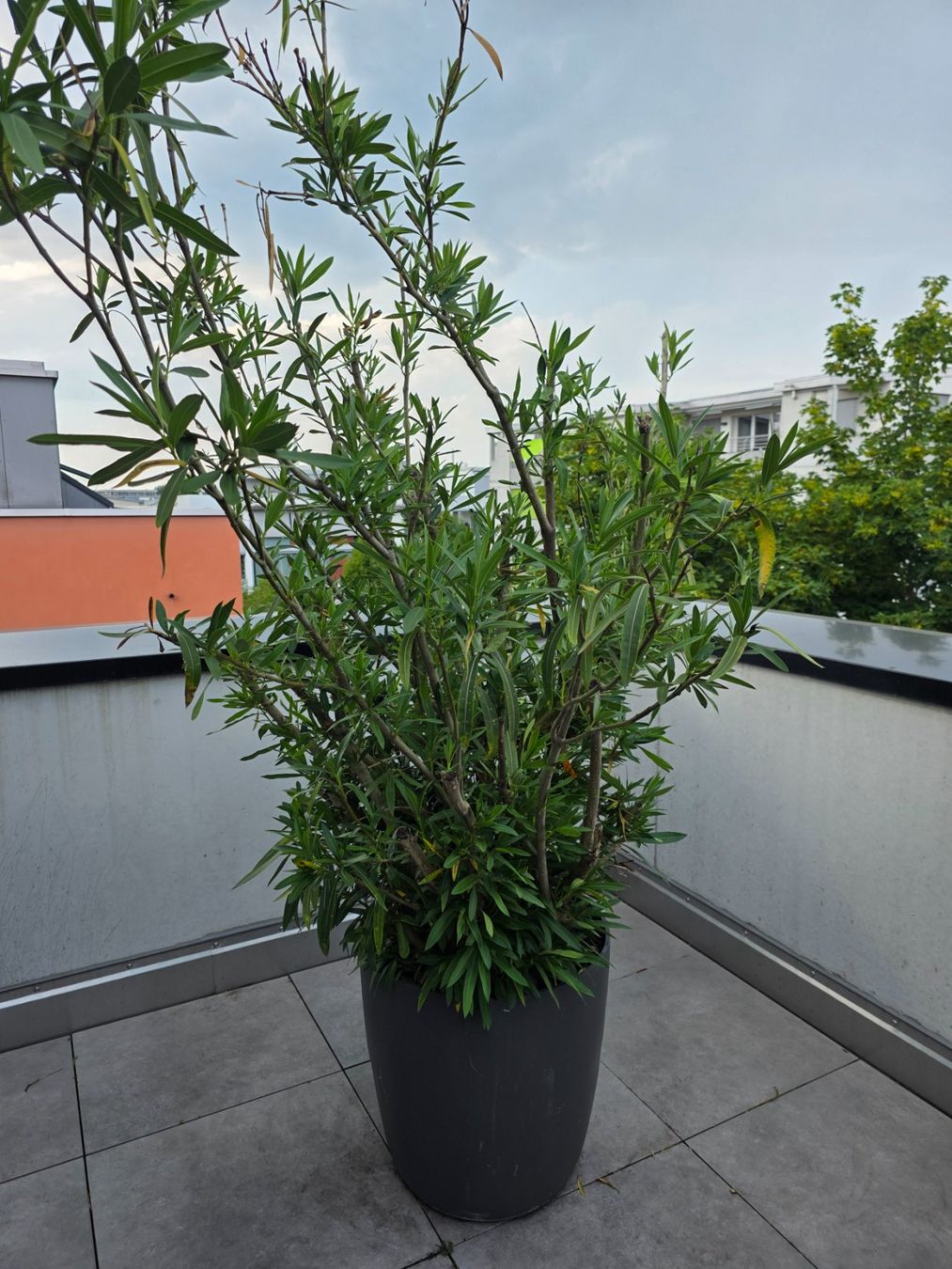 Plantes & graines: Oleander eingetopft. – D'occasion à Nänikon par Nova81