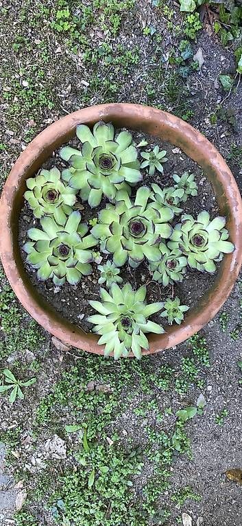 Piante & sementi: Pianta Grassa " Sempervivum "  – Usato da Cureglia venduto da Alevintage74