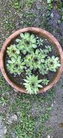 Pianta Grassa " Sempervivum " 