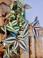 Dreimasterblume Tradescantia Zebrina
