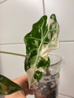 😍 Alocasia Polly Pink var. Baby (Nr. 4)