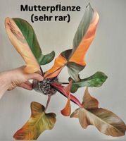 🔥 PHILODENDRON FLORIDA BRONZE VARIEGATA „VERGRÜNT“ TOP 🔥