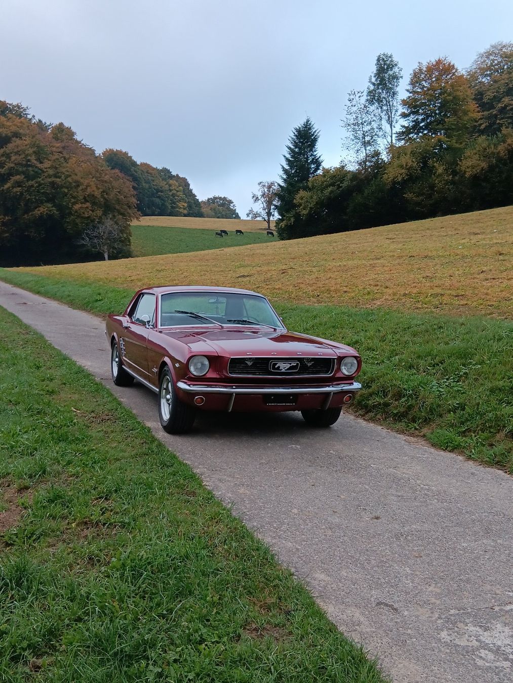 Ford (Usa) Autos: Ford Mustang 289 V8 1966 – Gebraucht aus kölliken von TerryCash 2