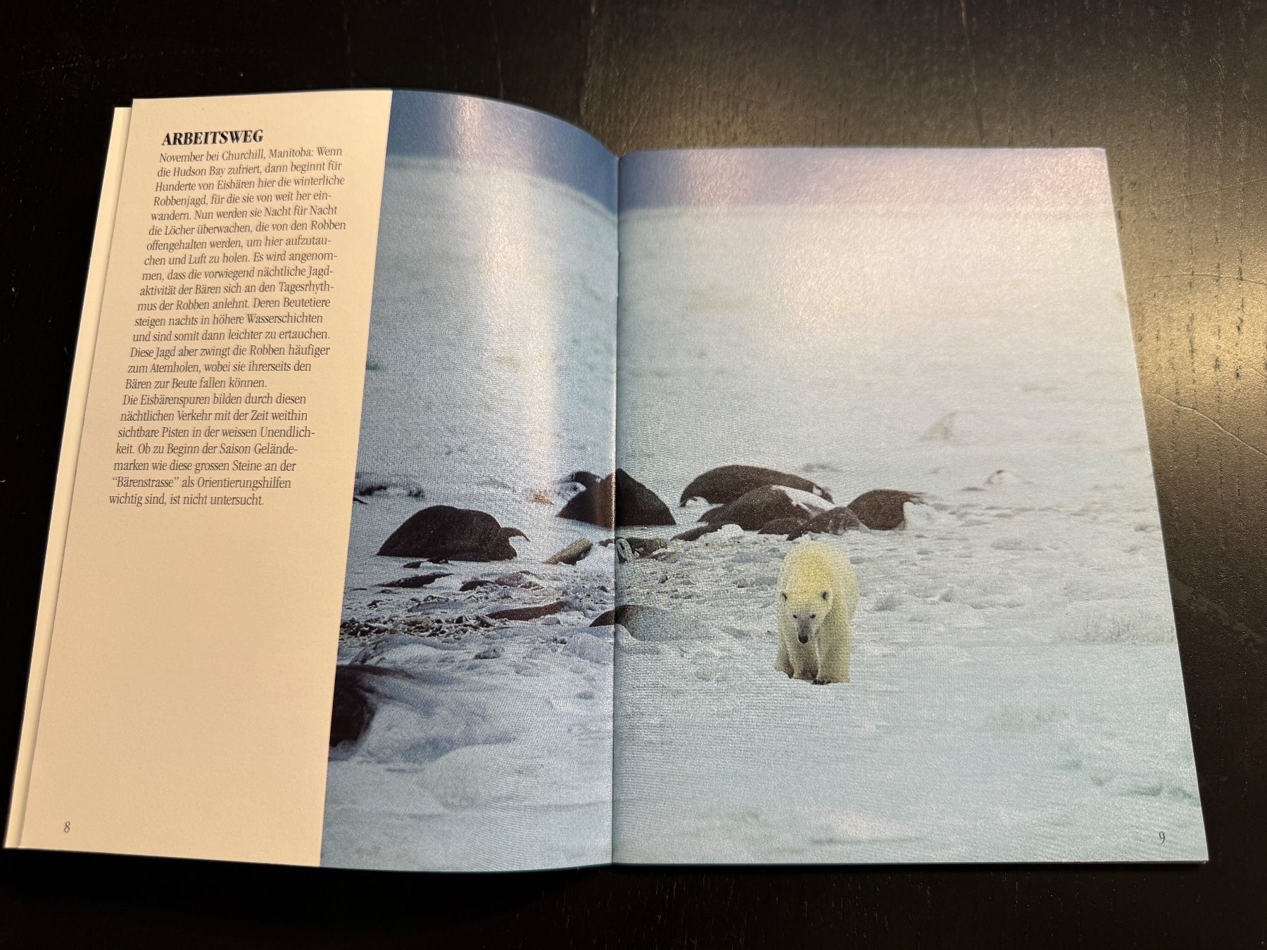 Libri: Mach's gut, Eisbär! Ein wunderschönes Kinderbuch. Top! – Usato da Erstfeld venduto da Mario_boe0 1
