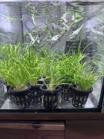 Lilaeopsis brasiliensis (Brasilianisches Gras)