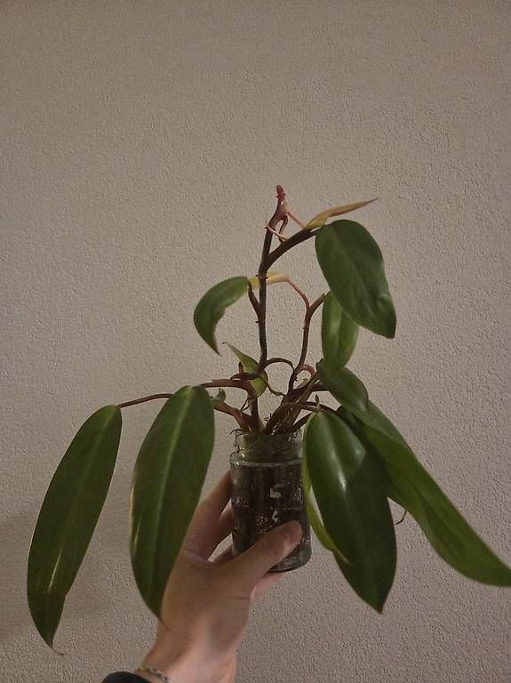 Plantes & graines: Philodendron Painted Lady – D'occasion à Bern par deb_t8fl 1