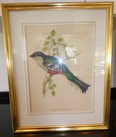 🌺 1xTropische Vögel Trogon Temnurus-John Gould (1804 - 81)