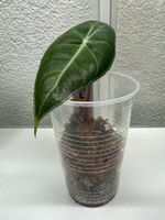 Alocasia Pink Dragon – Baby Mother Plant 🌱