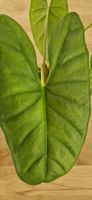 🤩Alocasia Puncak borneensis Rhizom 