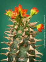 Euphorbia Viguieri - besondere Euphorbie aus Madagaskar