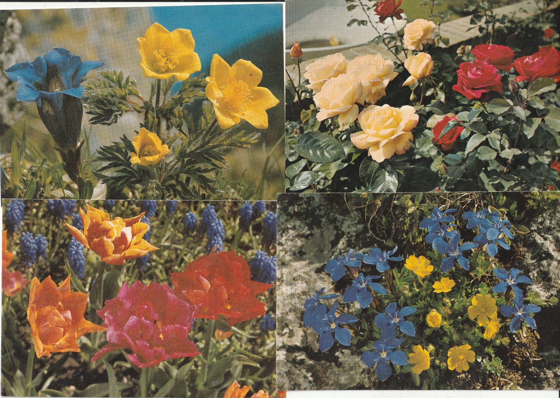 Cartoline postali: 40 Blumenkarten – Usato da Lumbrein venduto da made02 8
