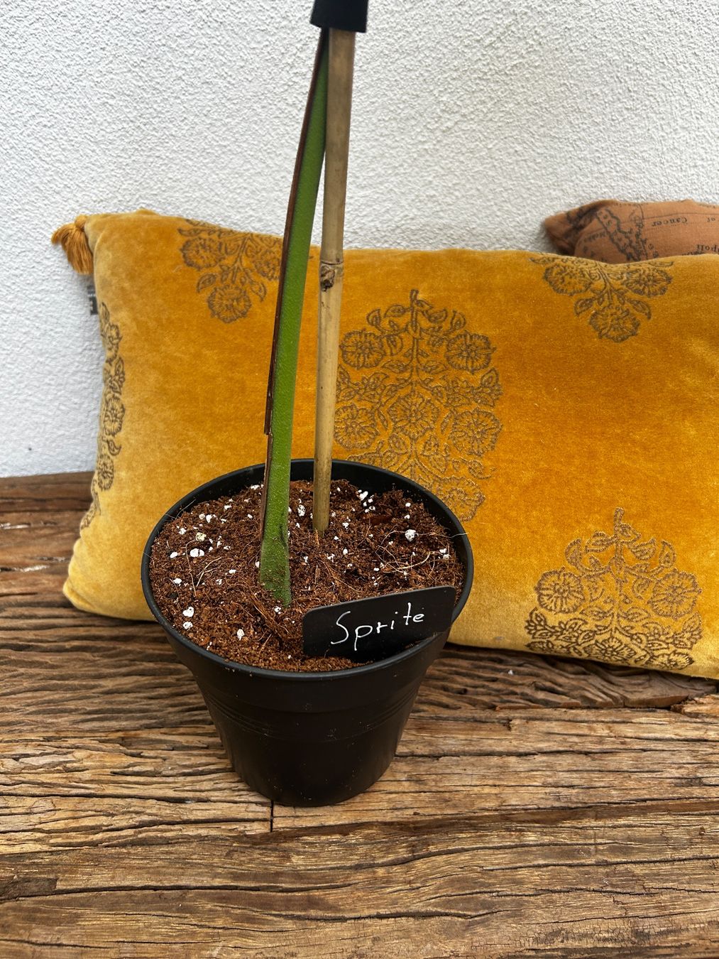 Piante & sementi: Monstera Dubia XL Steckling – Usato da Wattwil venduto da Mikesplantshop 4