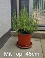 Kleiner Rosmarin Gewürzstrauch
