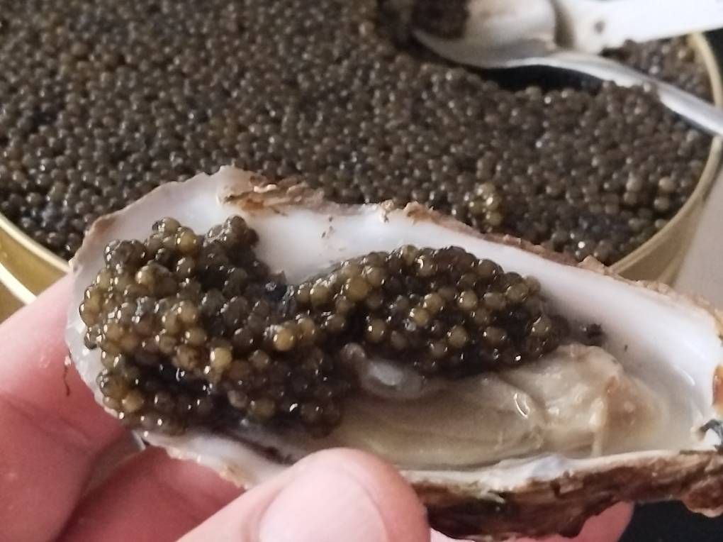 Kit di modellismo & Modellini statici: Beluga Caviar  – Usato da Rupperswil venduto da Viland_Dann 3