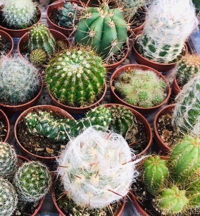 Pflanzen & Samen: 20 VERSCHIEDENE KAKTEEN COLLECTION – Neu und originalverpackt aus Rovio von POSITIFFARTandPLANTS 7
