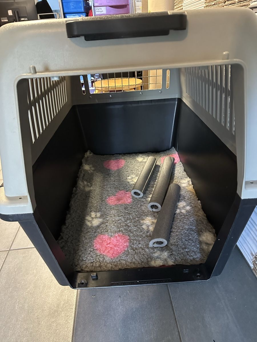 Gabbie, trasporto & Sicurezza: Gebrauchte Transportbox für Hunde – Usato da Belp venduto da M.X 2