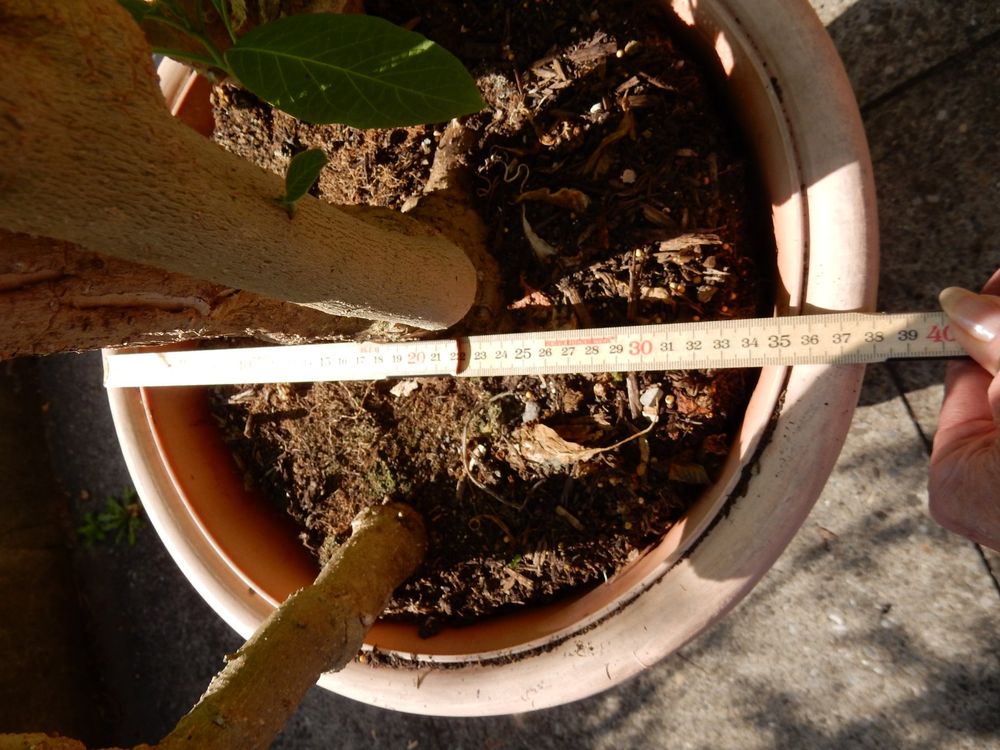 RIESIGE ENGELSTROMPETE (DATURA) PFLANZE OHNE TOPF Kaufen auf Ricardo