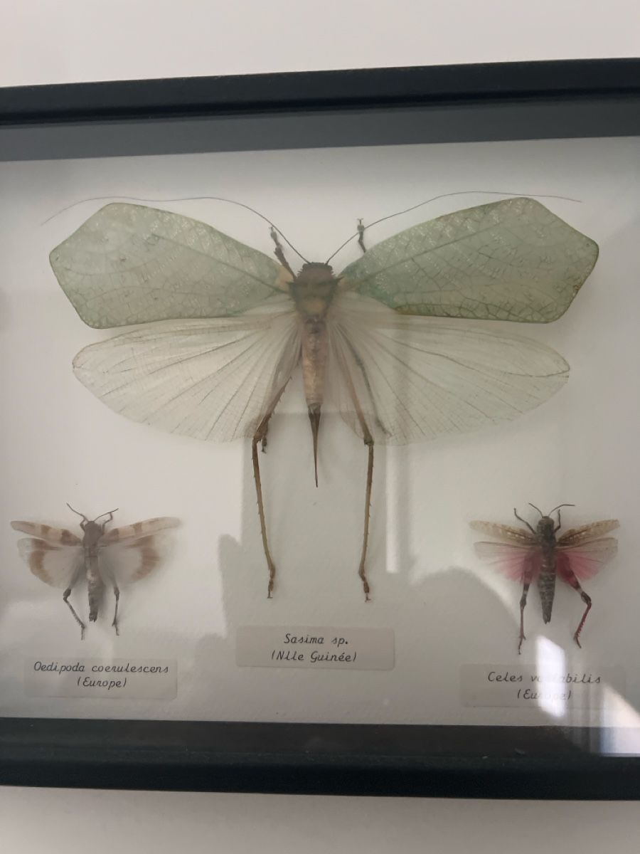 Alle Dekorationen: Framed insect collection, 3 specimens, good condition – Gebraucht aus Luzern von TIsabel 2