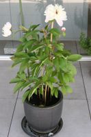 Pfingstrose im Pflanztopf rosa/weisse Blüte, Höhe 65 cm