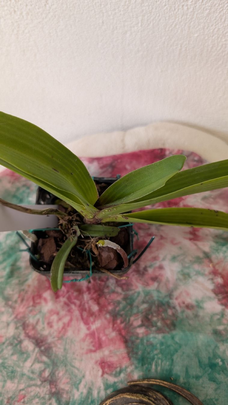 Piante & sementi: Rhynchostylis coelestis 'Chan Kra' Orchidee – Usato da Untervaz venduto da Lyraia 3