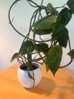 Epipremnum Pinnatum Albo Variegata. ohne Übertopf (Gu)