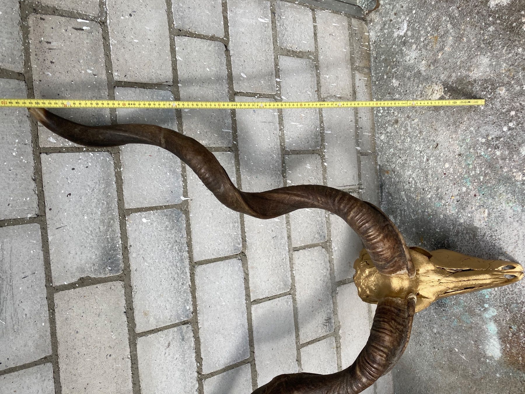 Welt der Tiere: Kudu Trophäe 3 – Gebraucht aus Grosswangen von arum01 5