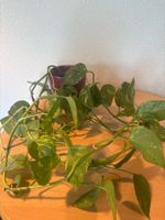 Zimmerpflanze Goldranke (Epipremnum aureum) ohne Übertopf