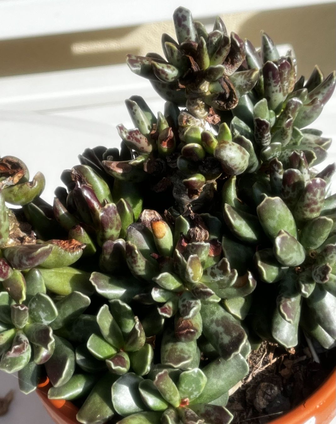 Pflanzen & Samen: Adromischus cooperi – Neu (gemäss Beschreibung) aus Vinelz von Wellensittich55 5