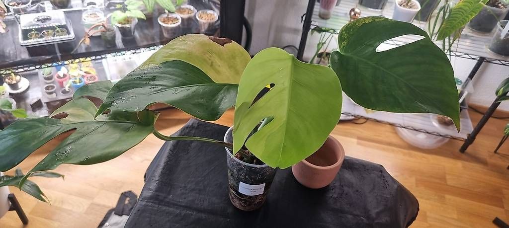 Plantes & graines: Monstera variegata Aurea – Neuf avec emballage d'origine à Wallenwil par pet_mz5n 4