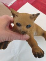 Wackelkatze so härzig