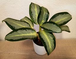 Aglaonema