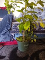 Zitronenbaum 
