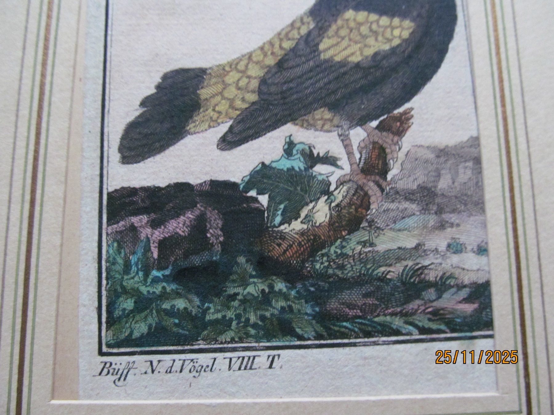 Grafica & Litografie: Diverse Vogelbilder  5 Blätter – Nuovo (secondo la descrizione) da Hergiswil NW venduto da Panda1990 2