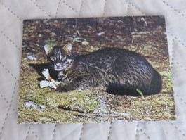 Japanische Iriomote-Katze, Zoo, Raubkatze, Katze, ungelaufen