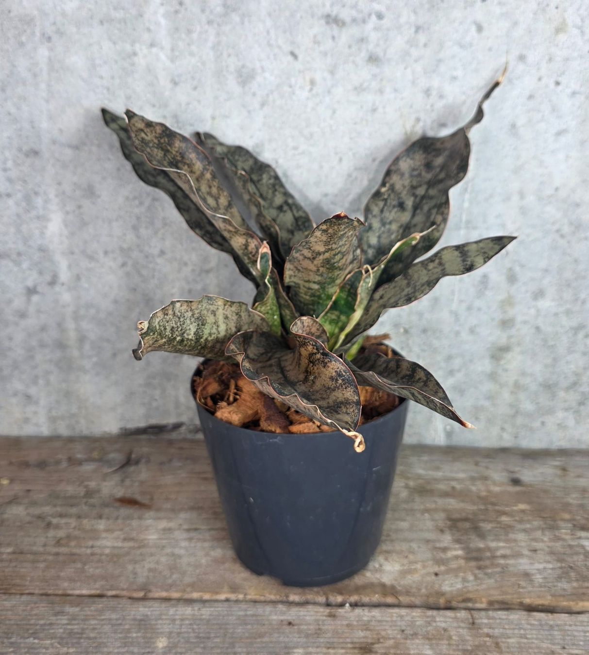 Piante & sementi: Sansevieria kirkii 'Coppertone' – Nuovo (secondo la descrizione) da St.Erhard venduto da Plumilandschweiz 1