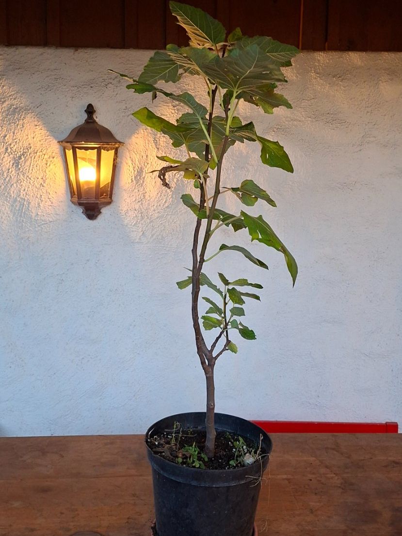 Plantes & graines: Feigenbaum "Negronne" – D'occasion à Alikon par Brunzolini 1