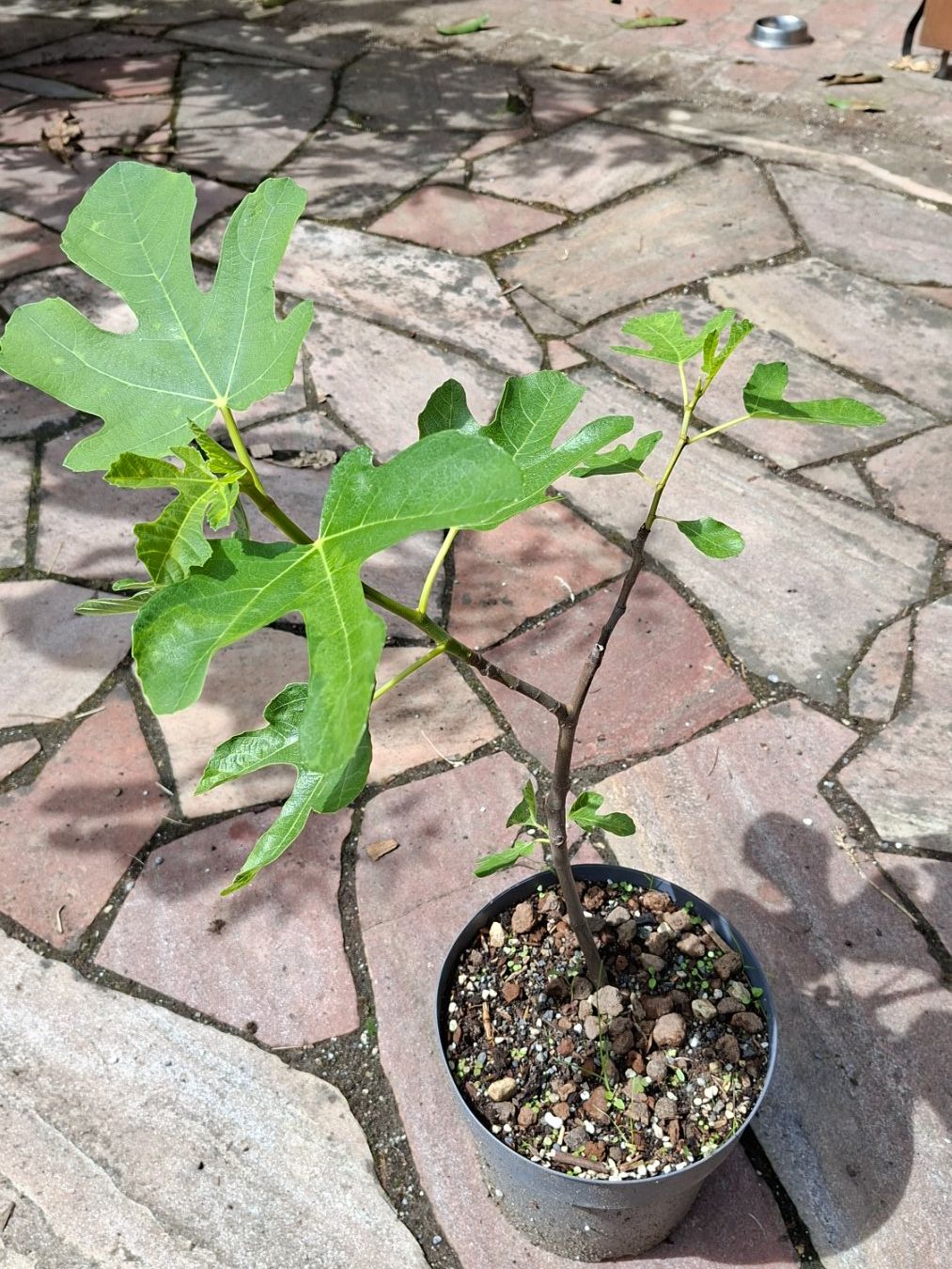 Piante & sementi: Kleiner Feigenbaum – Usato da Alikon venduto da Brunzolini