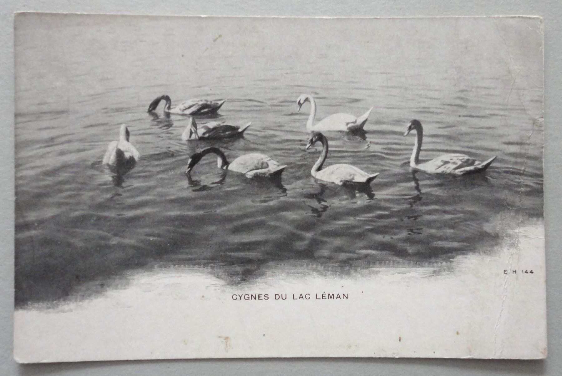 Cartoline postali: Cygnes du Lac Léman – Difettoso da Fétigny venduto da Billy2miny
