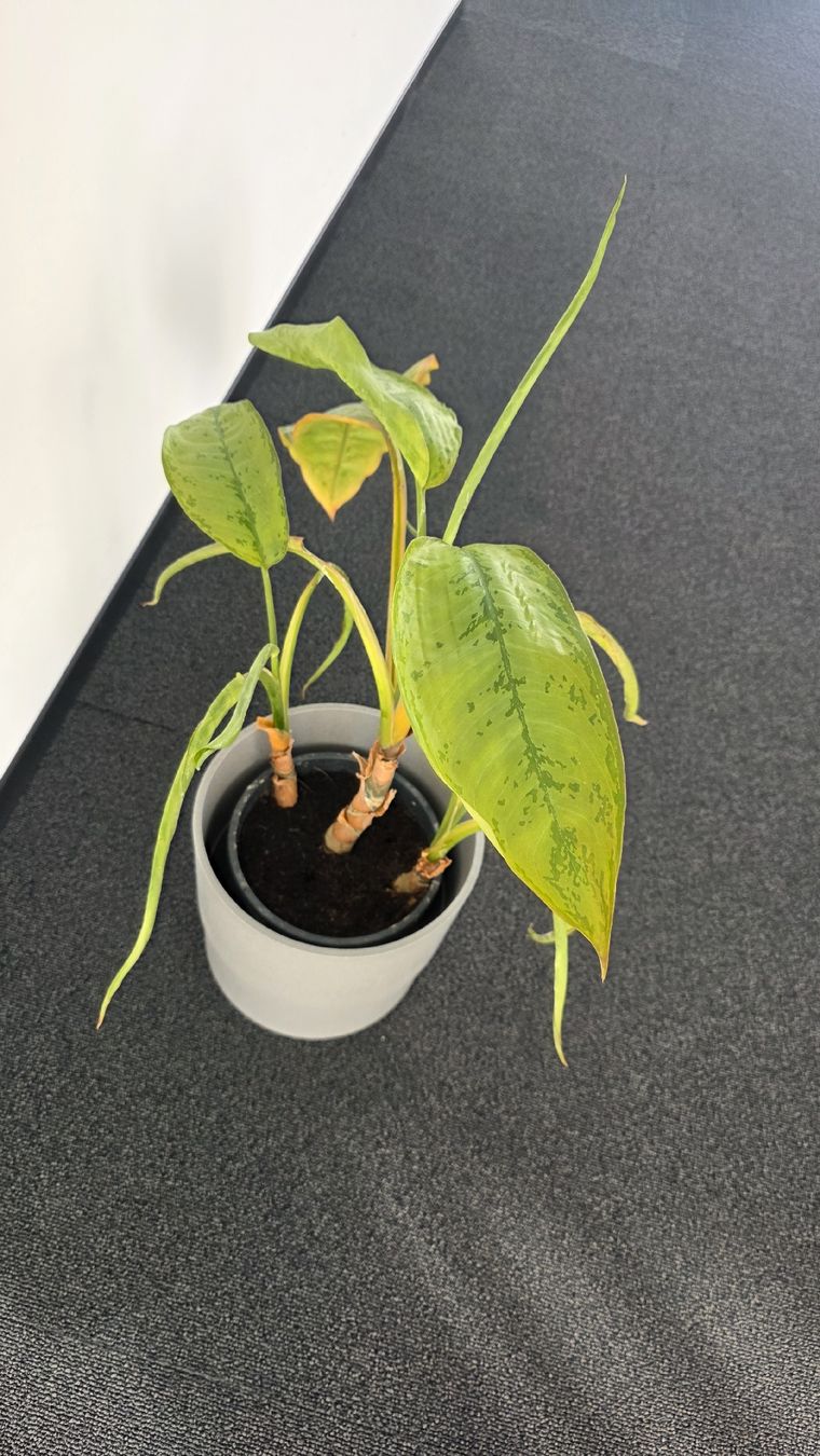 Plantes & graines: Zimmerpflanze im Topf – D'occasion à Sirnach par adr_bc59 2