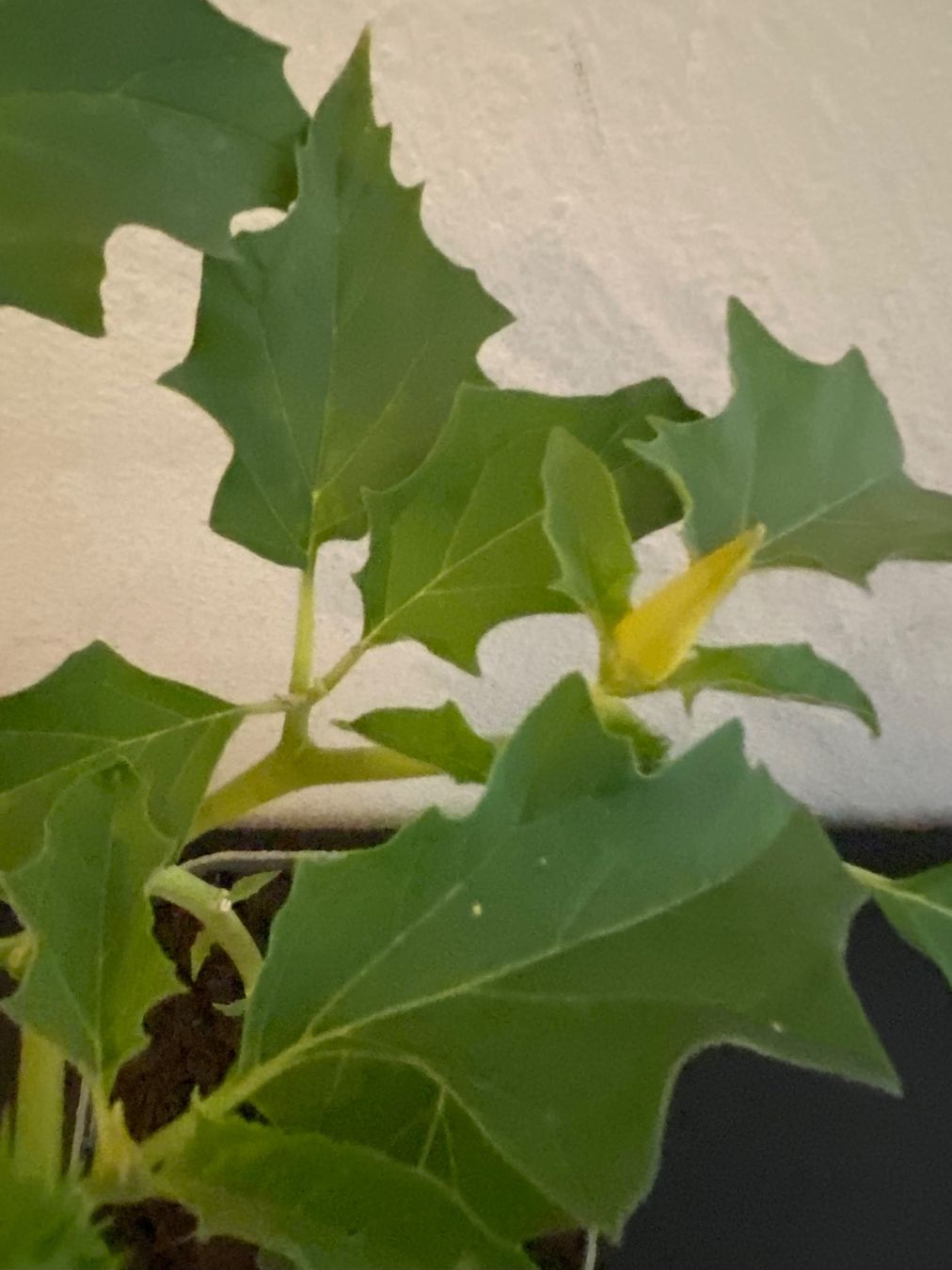 Piante & sementi: Gemeiner Stechapfel, Datura stramonium – Nuovo (secondo la descrizione) da Hochfelden venduto da powerplay61 3