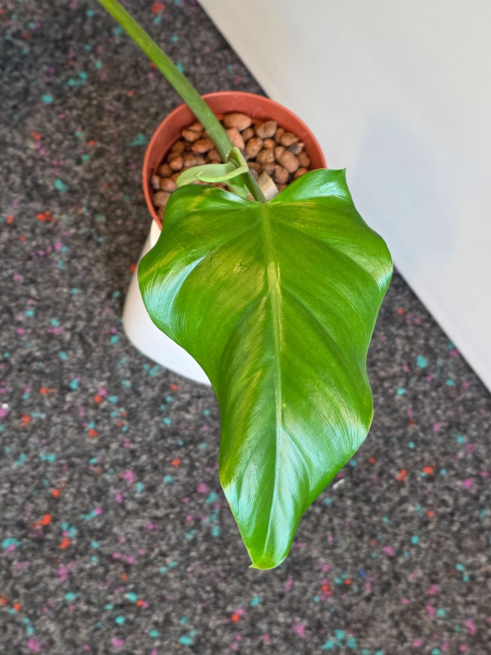 Plantes & graines: 🌿 Philodendron Domesticum – D'occasion à BERN par kre_tb2n 1