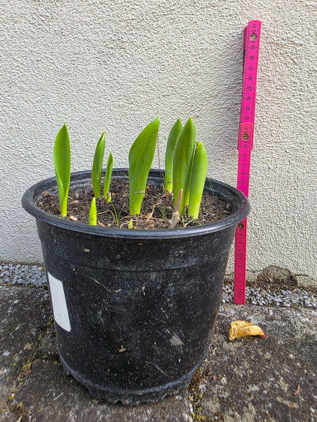 Piante & sementi: Ornithogalum arabicum / Milchstern – Nuovo (secondo la descrizione) da Thalheim venduto da silvara01 1