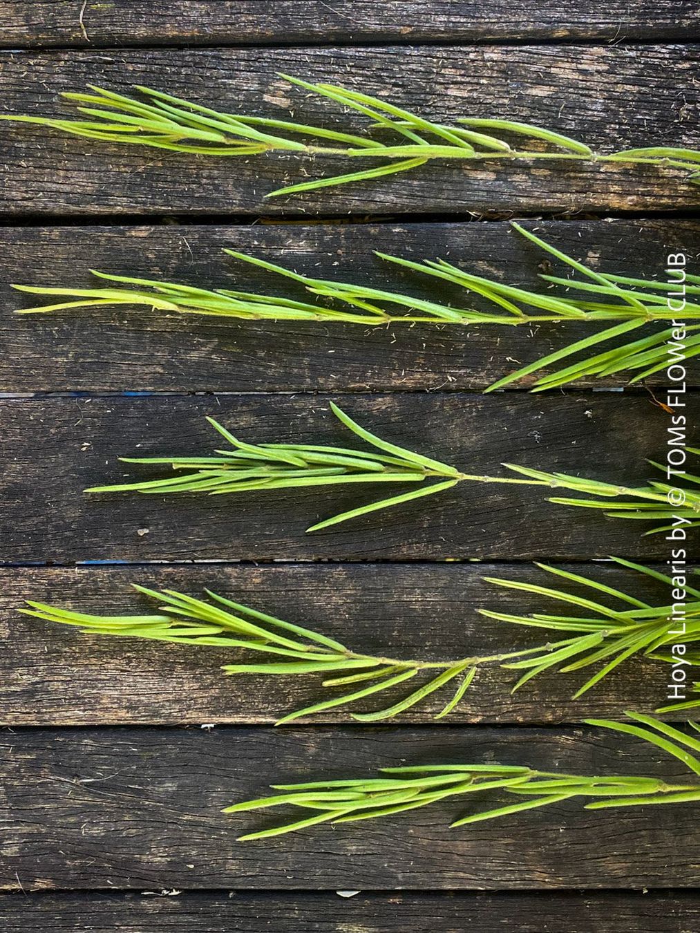 Piante & sementi: Hoya Linearis - leicht und sehr elegant – Nuovo e nell'imballaggio originale da Adliswil venduto da TAKEYOURPLANT 2